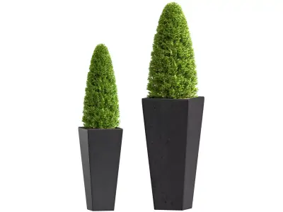 Decorative tree Thuja  Boxwood Pine in garden vase Patio Porch   3D model