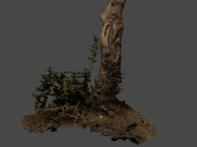 lapenatree2 3D model