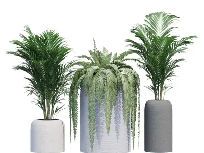 Havalo three potted plants 3D model