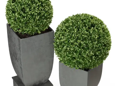 Plants collection 328 3D model