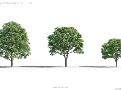 Maxtree Plant Models Vol 40 - Mesh 3D model