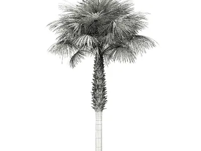 Sabal Palm Tree 3D Model 8m 3D model