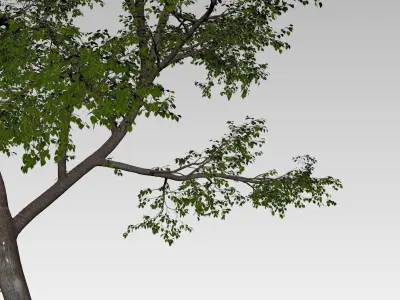 Natural forest tree 3D model