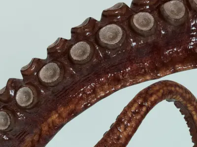  Octopus Tentacle Multicolor Rigged Animated 