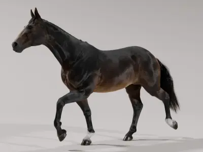  Horse SealBrown 