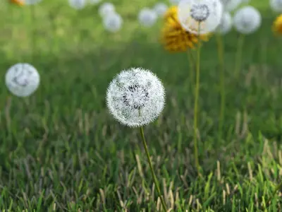dandelion field 3D model