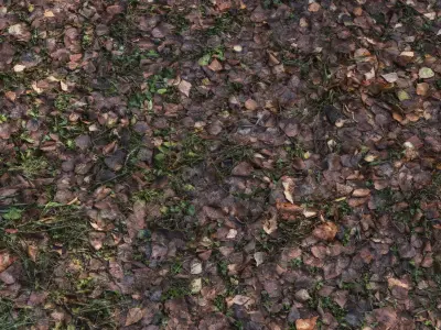 Autumn foliage in the forest 3D model