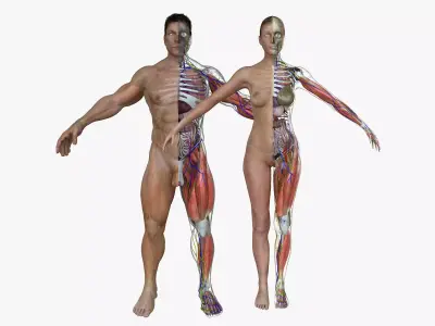 Ultimate Complete Male and Female Anatomy 3DSmax and Maya Low-poly 3D model