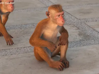  Sitting Macaque Light Brown Fur 