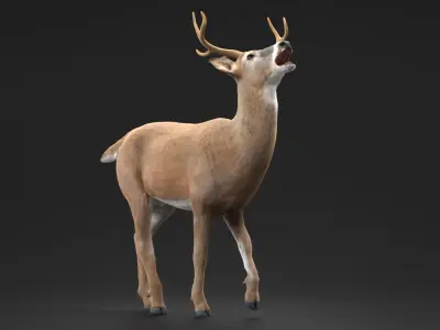  Virginia Deer Fur Rigged 