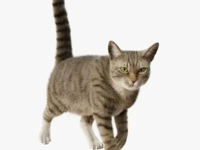  Cat Gray Tabby Rigged Animated 