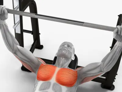  Male Muscular System Anatomy Bench Press 
