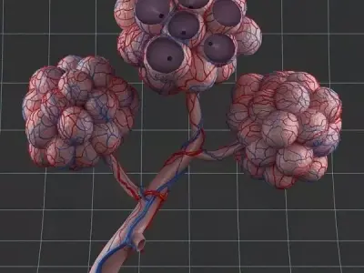 Anatomy pulmonary alveolus 3D model