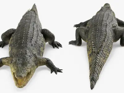  Realistic Crocodile 
