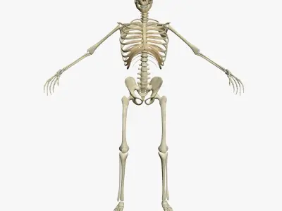 Male and Female Human Skeleton Anatomy 3D model