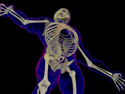 Full Male Skeleton X-Ray 3D model