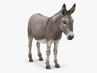  Domestic Donkey with Livestock Care Equipment Collection 