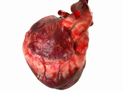  Human Heart Anatomy (Animation) 