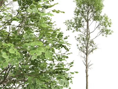 AV Betula Pendula and Fagus Sylvatica 3D model