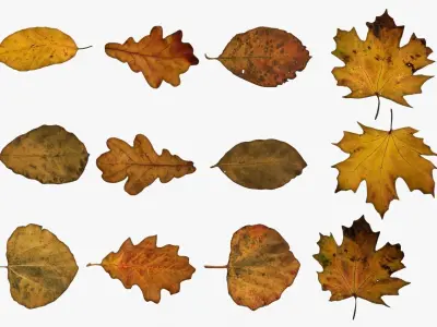 Autumn Old Leaves Trash Low-poly 3D model