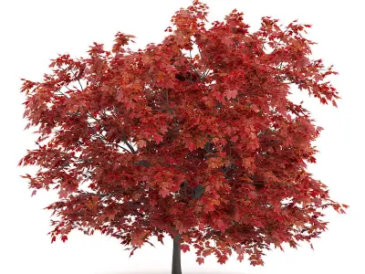 Japanese Maple Acer Palmatum 3D model