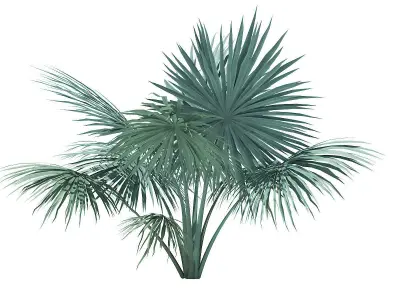 Silver Fan Palm Tree 3D Model 2m 3D model