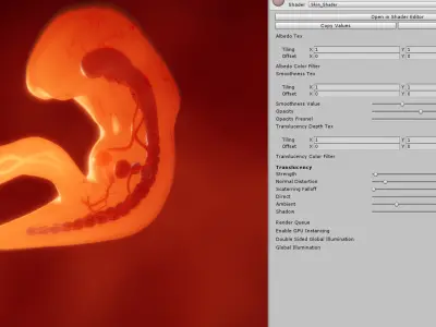  Human embryo fetus with internal organs - Animation of development 