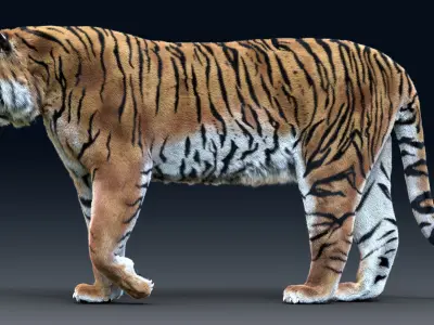  Tiger(Rigged, Fur)_1 