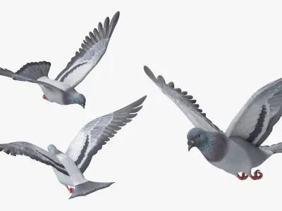  Urban Birds Collection 