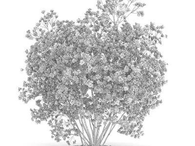 Flowering Quince Plant Chaenomeles 3D model