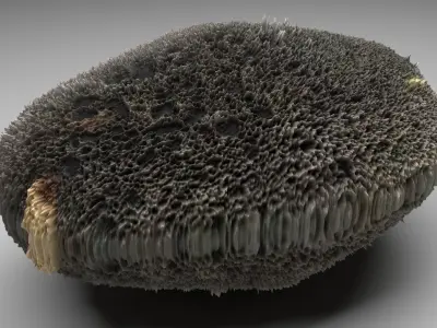 Sponge Rock 3D model