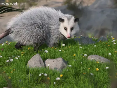  Opossum on Meadow with Blooming Flowers Fur 