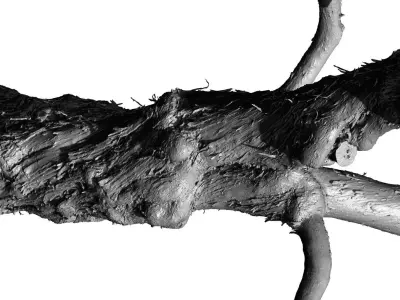 Old Lilac Tree 2 RAW 3DSCAN 1x 16384 1x 8192 Textures 3D model