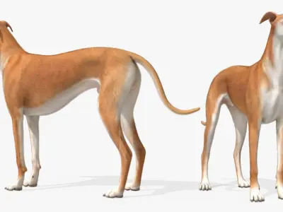 Dog Greyhound Running Animated Fur Rigged for Blender 