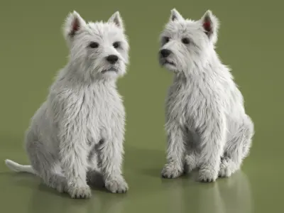  West Highland White Terrier Fur Rigged for Maya 