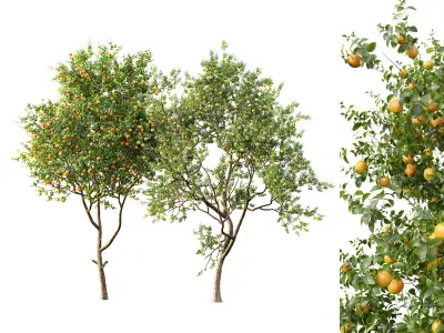AV Fruit Trees Malus Apple Yellow and Orange Arancio 3D model