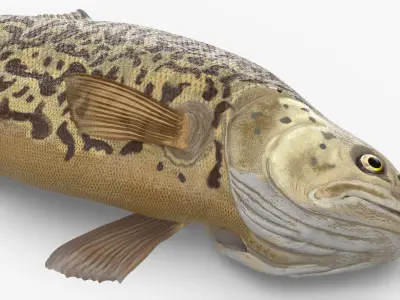  Tiger Trout Fish Lying Position 