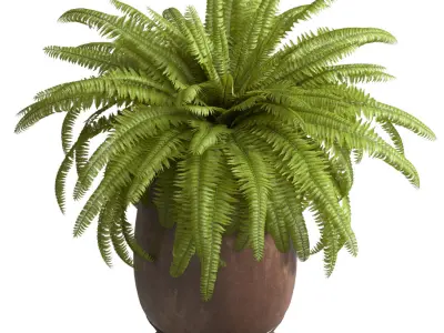 Boston Fern in a flowerpot Garden Plant Palm Entrance  3D model
