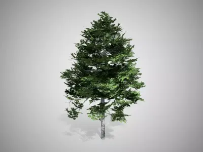 Black Gum Tree Low-poly 3D model