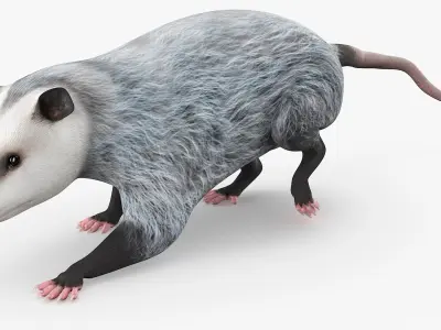  Opossum Eating Animated Rigged for Maya 