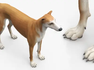  Adult Racing Greyhound Male Fawn Fur for Cinema 4D 