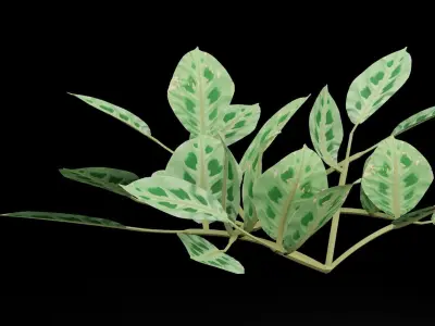 Maranta Prayer Plant Low-poly 3D model