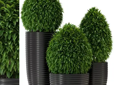 Plants collection 329 3D model