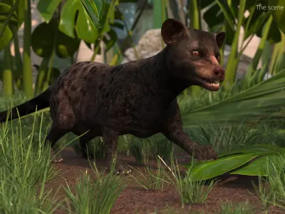  Asian Palm Civet Musang Dark Coat Rigged 