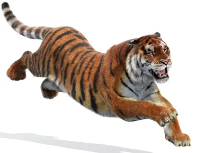  Tiger Amur Animated Fur 