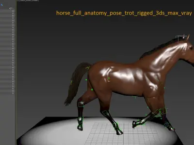  Full Horse Anatomy Maya Animated 