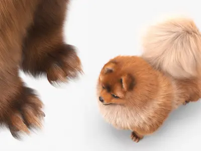  Pomeranian Spitz Dog Orange Fur for Cinema 4D 