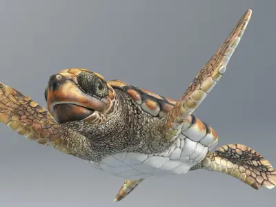  Baby Sea Turtle Brown Swim Rigged For Maya Animated 