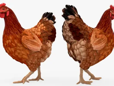  Chicken Rigged For Blender 