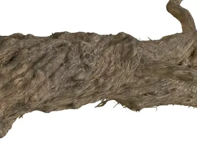 Old Lilac Tree 2 RAW 3DSCAN 1x 16384 1x 8192 Textures 3D model